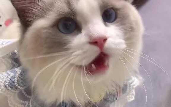 Kucing orang lain selalu mengeong, tapi kucing saya mengeong dengan suara terpotong dan suara malu-m