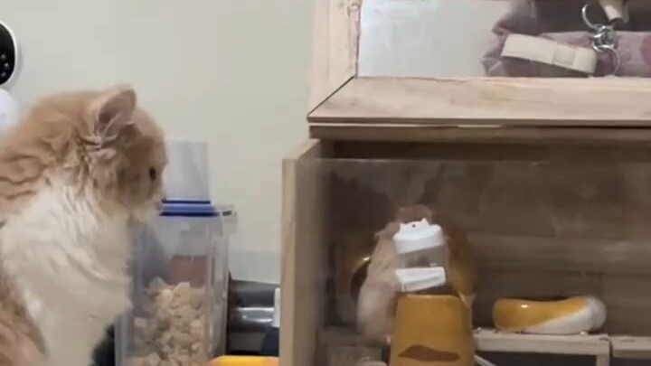 Shushu went to the cat's nest to get a piece of food and left. Netizens: He still knows how to go ho