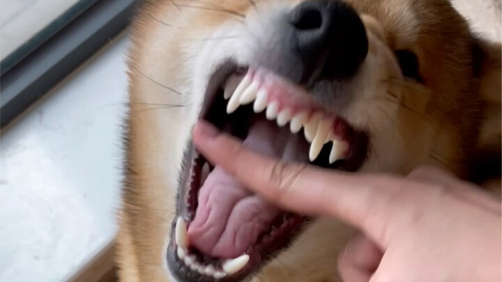 ابن أمي الكبير (عام جديد سعيد)