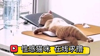 "Who can resist a cute little kitty?"
