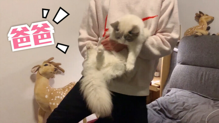 Couples from manga. | Going home with dads to visit grandpa, grandma, uncles, and aunts