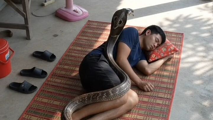 นอนหลับไม่รู้ตัว! งูเห่าตัวเบ้อเริ่มเลื้อยทับตัวเฉย 😱