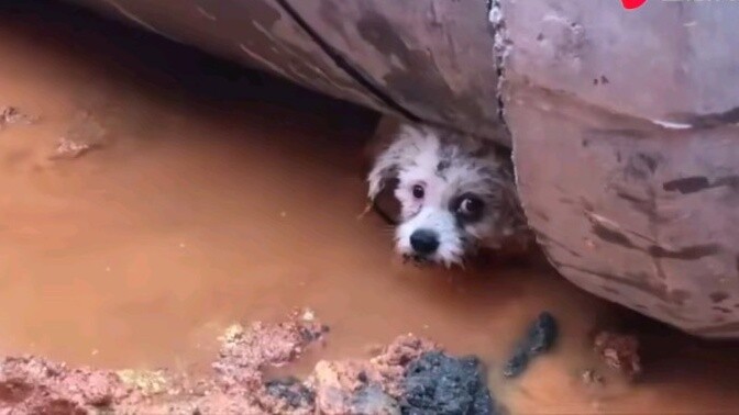 This is a dog lover!