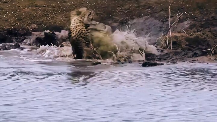 จระเข้กลับจับเสือชีตาได้! "สัตว์ป่าในระยะประชิด" โลกแห่งสัตว์ที่อ่อนแอย่อมถูกกลืนกิน