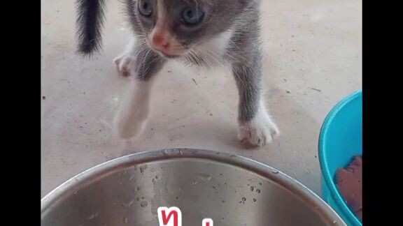 หาแมวไม่เจอ เปิดเสียงนี่