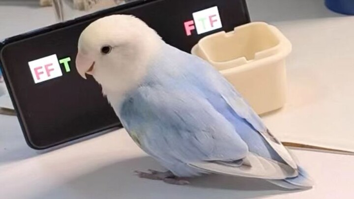 Since it’s a smart chicken, it can do logical operations—makes perfect sense… right? Wrong! This hou