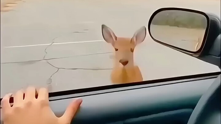She saw a fawn and a bear being hunted by a pack of wolves, jumped out of her car to drive off the p