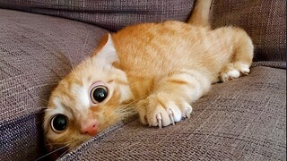 Video Kucing Lucu Banget Bikin Ngakak #84 | Kucing dan Anjing | Kucing Lucu Imut