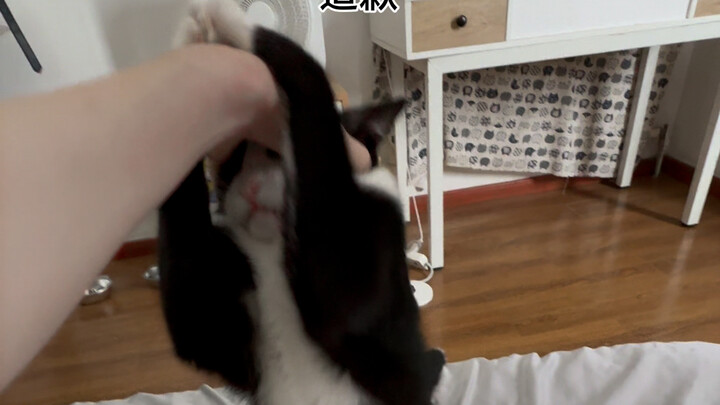 Một số con mèo trời sinh đã không xứng ở nhà đẹp.