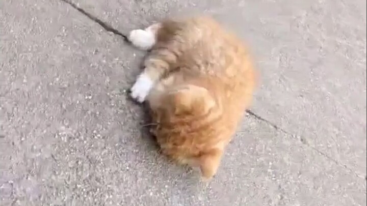 Cat: Are you being polite? You just barged in and asked if I was dead!