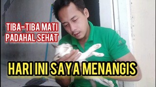 Aneh Kucing Ini Tiba-Tiba Tiada Padahal Tidak Sakit | Takdir Tidak Bisa Di Tebak Selamat Jalan Pupi