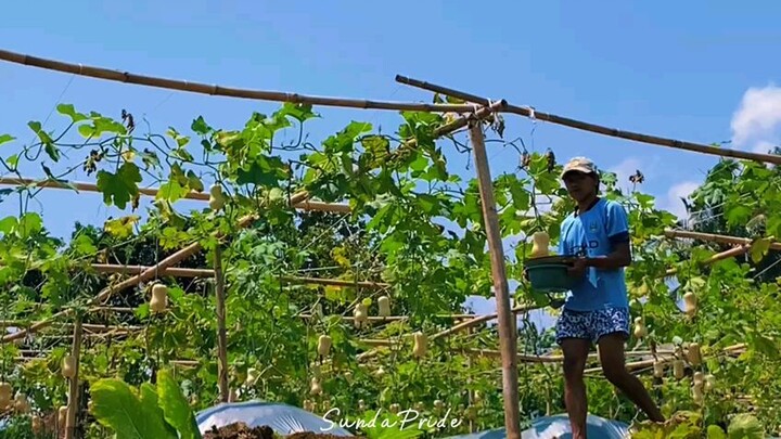 #sundapride#petaniindonesia#hah