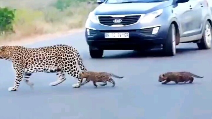 Leopard Mom Takes Her Two Cubs Across the Road