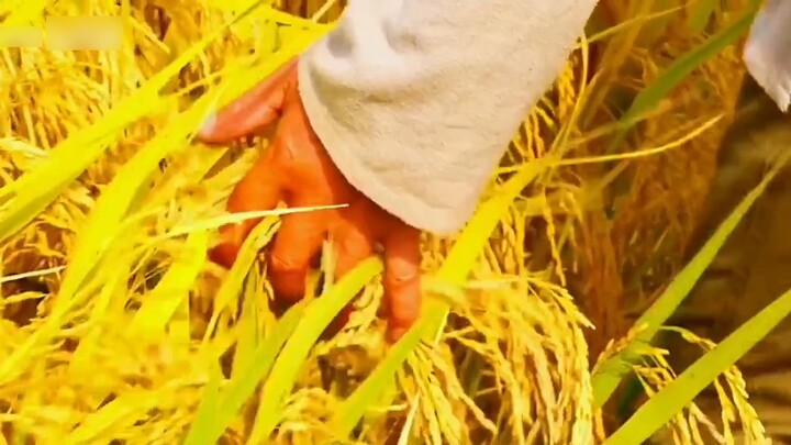 Nước sốt đại bàng tiêu chuẩn kép#đồ của thỏ năm đó