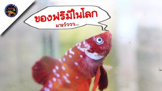 แจกปลากัดฟรีแจกกุ้งโกสฟรีกลับมาแล้วของฟรีมีในโลกสไตล์korattv