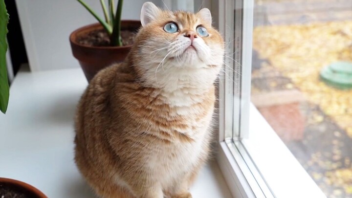 Cat: Oh my gosh! How long have I been asleep?