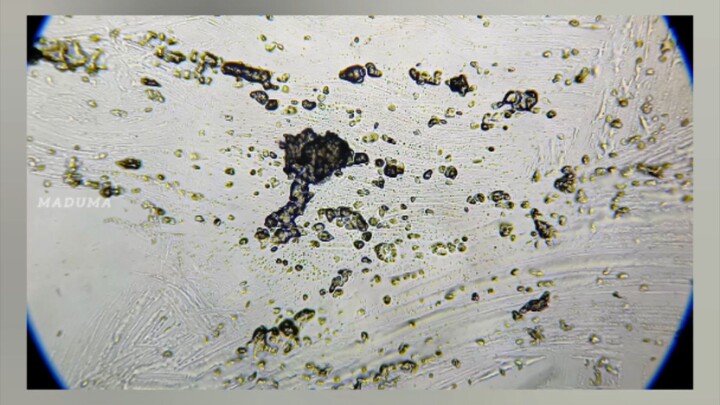 Fine Fur and White Flakes: The First Guard of The Ears