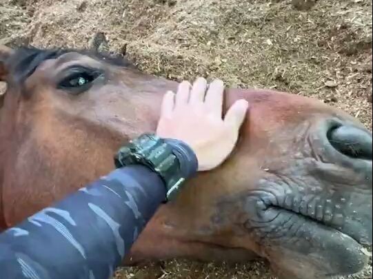 Chú ngựa mệt mỏi sau cuộc đua