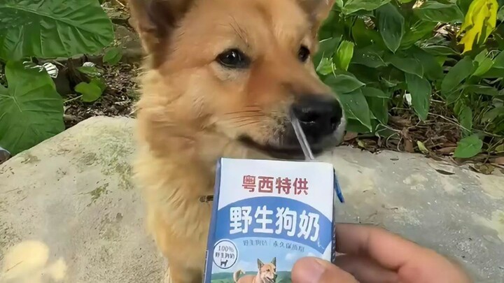 Online Animal Compendium, Episode 15: Brother Biao