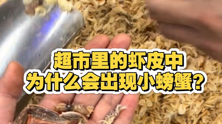Why are tiny crabs found in dried shrimp sold at supermarkets?