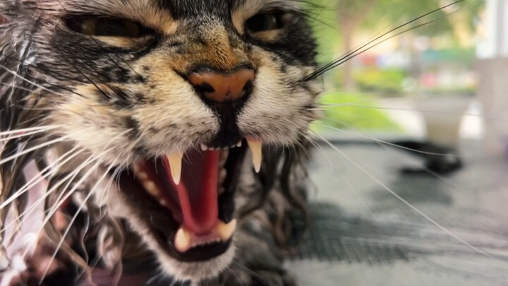 Taking my cat to the bath almost got me blacklisted by a shop haha!