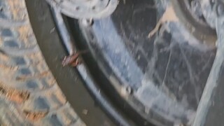 Kutu gunung mengandalkan indera panas untuk bergerak, tetapi kebetulan bertemu dengan ayam listrik y