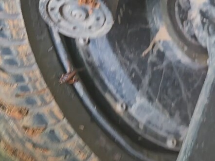 تتحرك حشرة جراد الجبل بالفعل استشعارًا لمصادر الحرارة، لكنها للأسف صادفت دجاجة كهربائية تصعد الجبل.