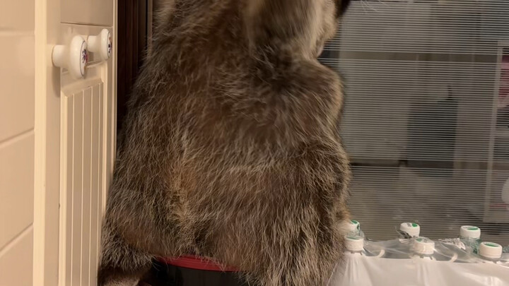 If you don't beat them for three days, they'll tear the roof off.