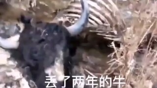 丢了两年的牛，终于找到了