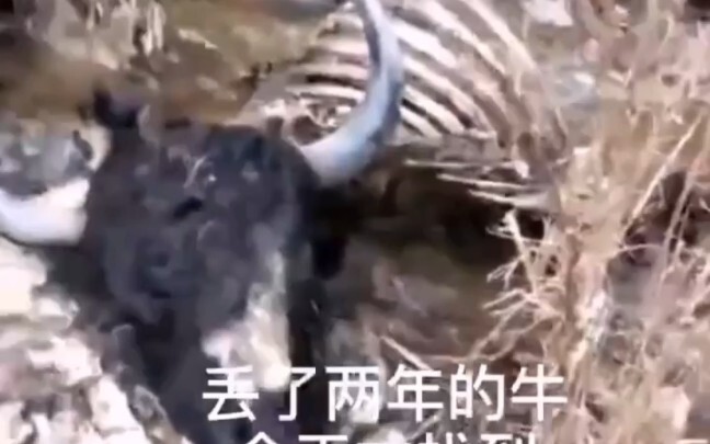 丢了两年的牛，终于找到了