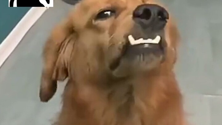 This dog seems不服, signaling to go outside for a one-on-one fight.