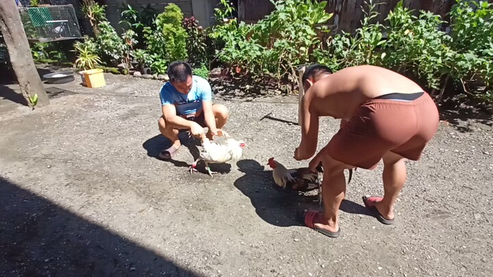 white kelso vs f1 kabunghan Grey