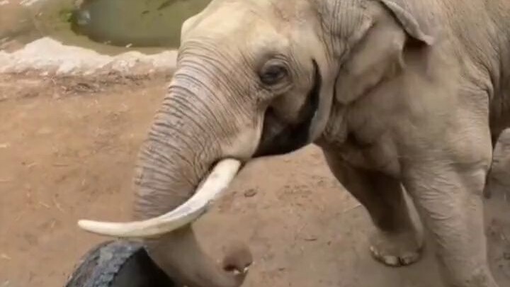 Sepatu seorang wisatawan kecil tak sengaja terjatuh ke dalam kandang gajah, ternyata diambil oleh ga