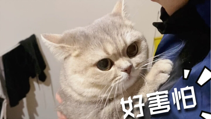 Saat si kucing kecil melihat teman baru di rumah, ia langsung bersembunyi di pelukan tuannya sambil 