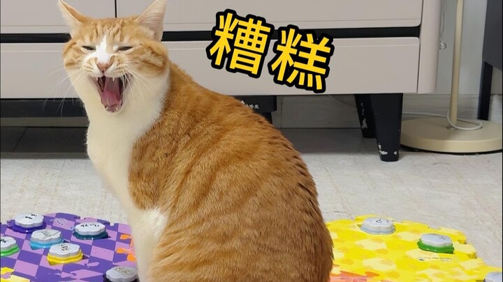 Tại sao! Rốt cuộc tại sao lại lừa dối tình cảm của tôi như vậy?