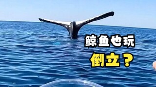 Have you ever heard of "Whale Tail Sailing: The Upside-Down Whale"?