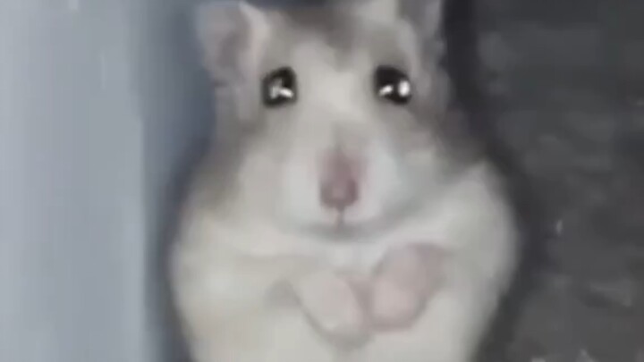 Mice are so cute, aren’t they?