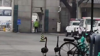 笑死，清华宣传的明星黑天鹅试图从西门逃离，被保安拦下又强行抱回去了