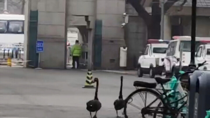 笑死，清华宣传的明星黑天鹅试图从西门逃离，被保安拦下又强行抱回去了