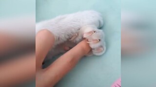 [Satwa] [Cat Person] Katanya ada mekanisme tersembunyi di cakar kucing