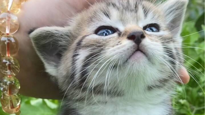 Anak kucing yang lahir di semak-semak dari induk kucing liar bermata hijau itu selalu ingin masuk ke