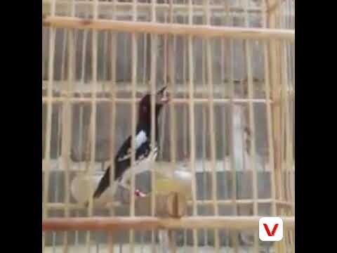 ANIS KEMBANG PANGIL LAWAN UNTUK TERAPI