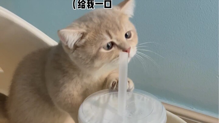 Kitten Tries 100 Different Jobs: Bubble Tea Shop Employee
