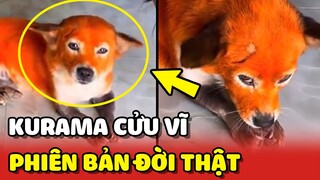 Kurama Cửu Vĩ ngoài ĐỜI THẬT trong sẽ như thế nào 😂 | Yêu Lu