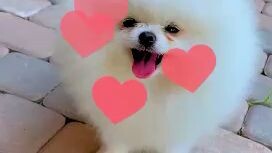 A cute baby dog 🌺🐕