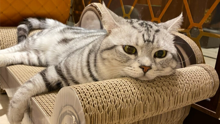 How happy cat owners are every morning when they wake up～