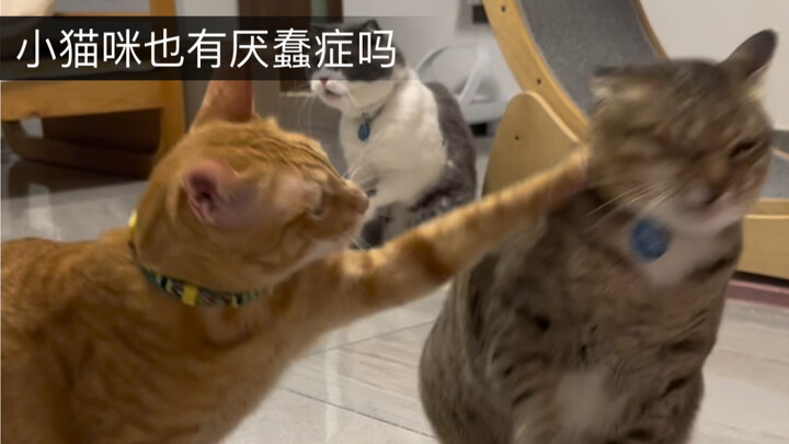 Apakah kucing kecil juga punya sindrom benci orang bodoh?