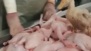 Hatinya Bebek sedang hancur.