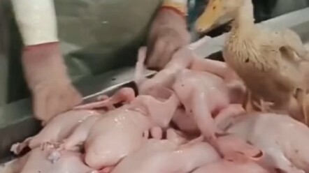 قلب يايا مُنهار.