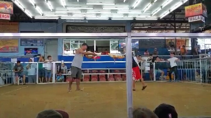 Dampalit cockpit arena/my white choco 1st fight winner
